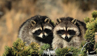 two raccoons